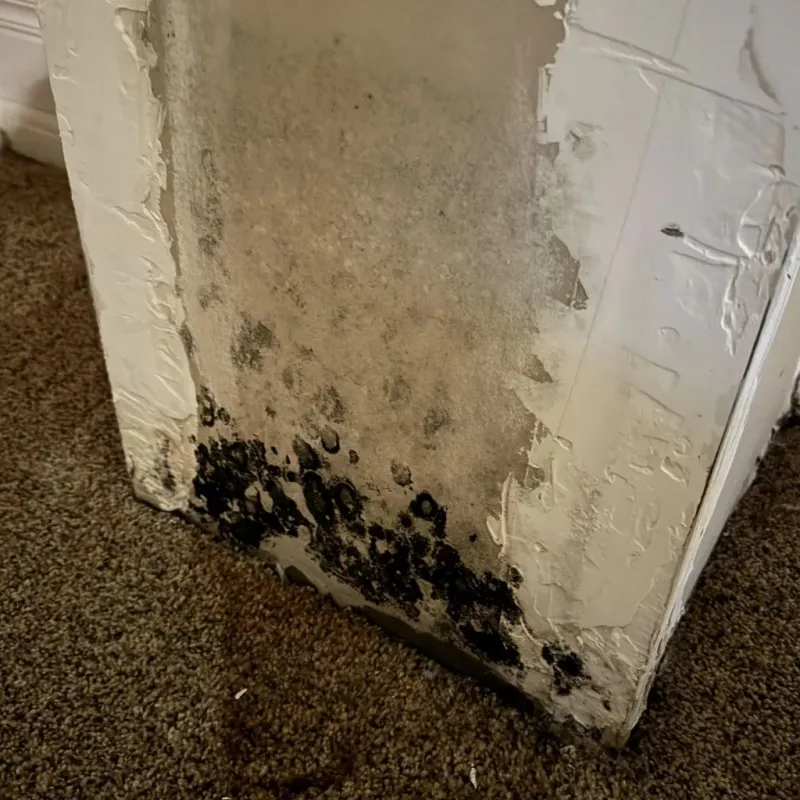 Professional Mold Removal in Louisiana, MO